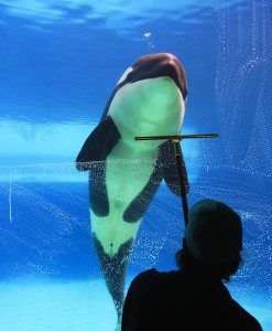 Cleaning glass in front of an orca