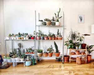 Three shelves hold multiple green plants, cacti and succulents in white, blue and terracotta pots.