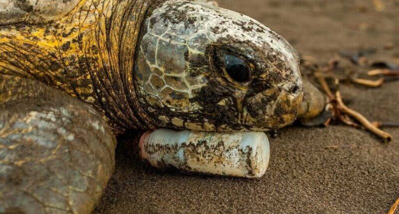 “Broken Home.” A sea turtle rests its head on a plastic bottle on Tortuguero Beach, Costa Rica in 2006. Image by Neil Ever Osborne.